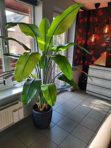 Customer photo review of Strelitzia Kunstplant 2 180cm