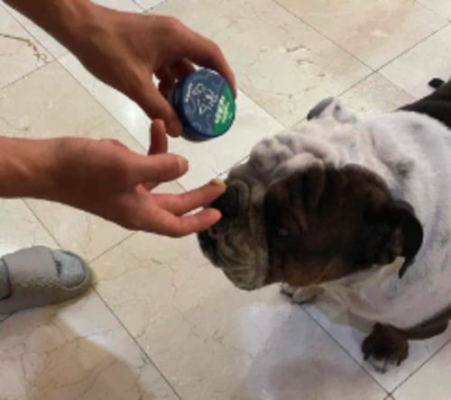 Customer photo review of Dog Balm. Bálsamo Hidratante para Mantener las Patas y Piel libres de Resequedad y Agrietamiento para Perros de 50g