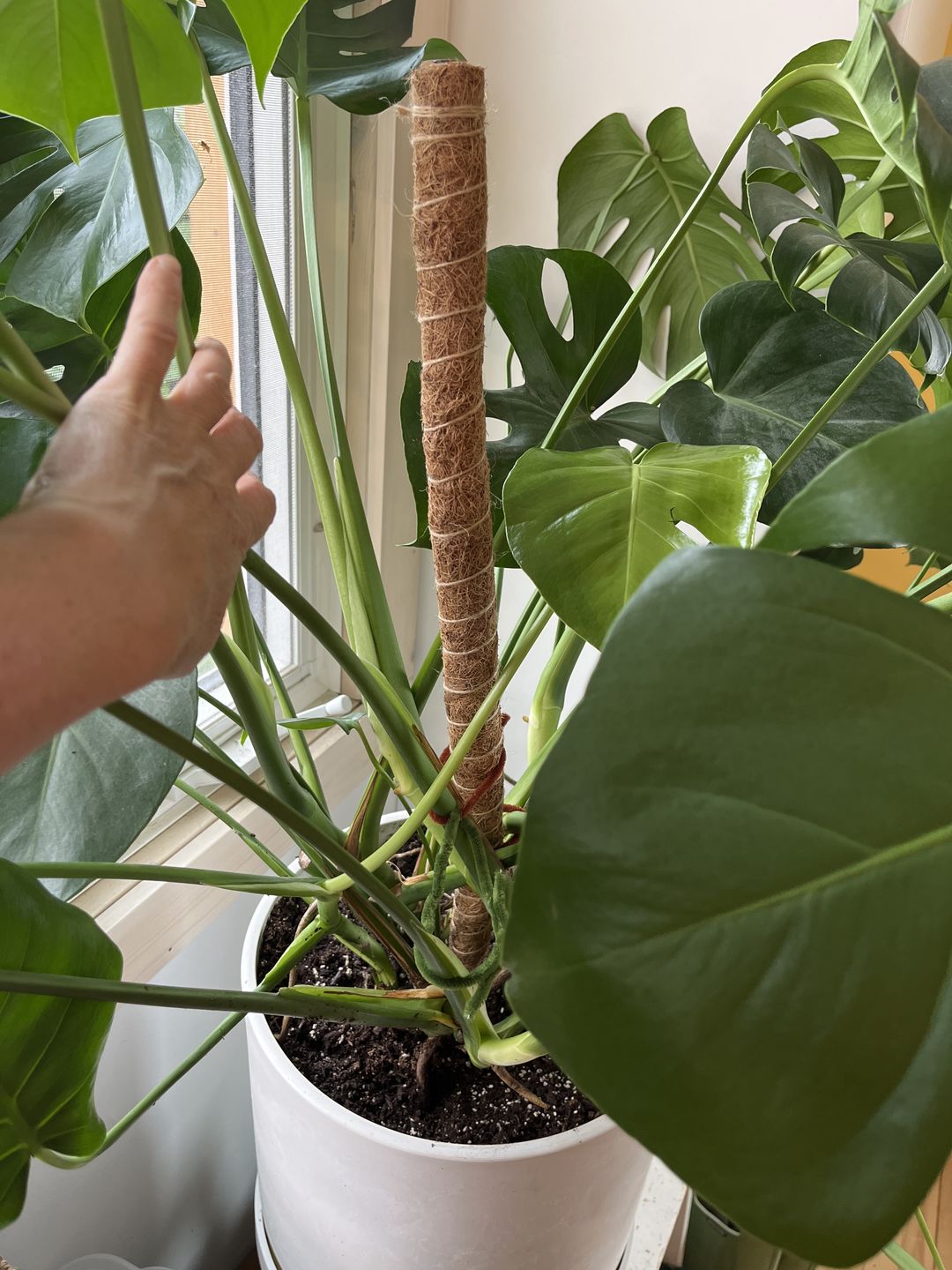 Customer photo review of 25"/32"/40" Bendable & Stackable Coco Coir Pole for Plant Support