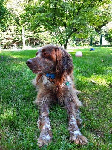 Customer photo review of Collier Anti Aboiement PuppySafe