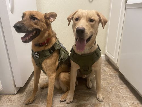 Customer photo review of Classic Heavy-Duty Tactical No-Pull Team K9™ Dog Harness With Front & Back D-Rings, Quick-Release Metal-Buckles, Hook & Loop Panels, & Top Handle