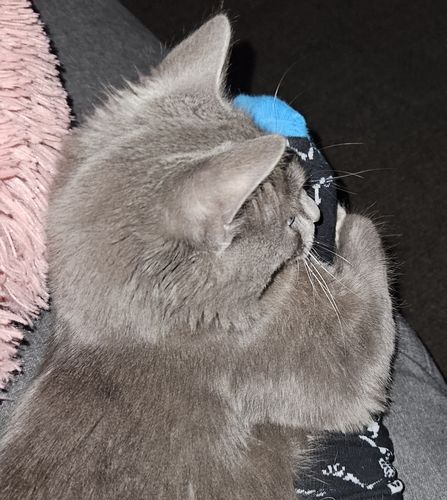 Customer photo review of 3 Month Supply - 1 Cat