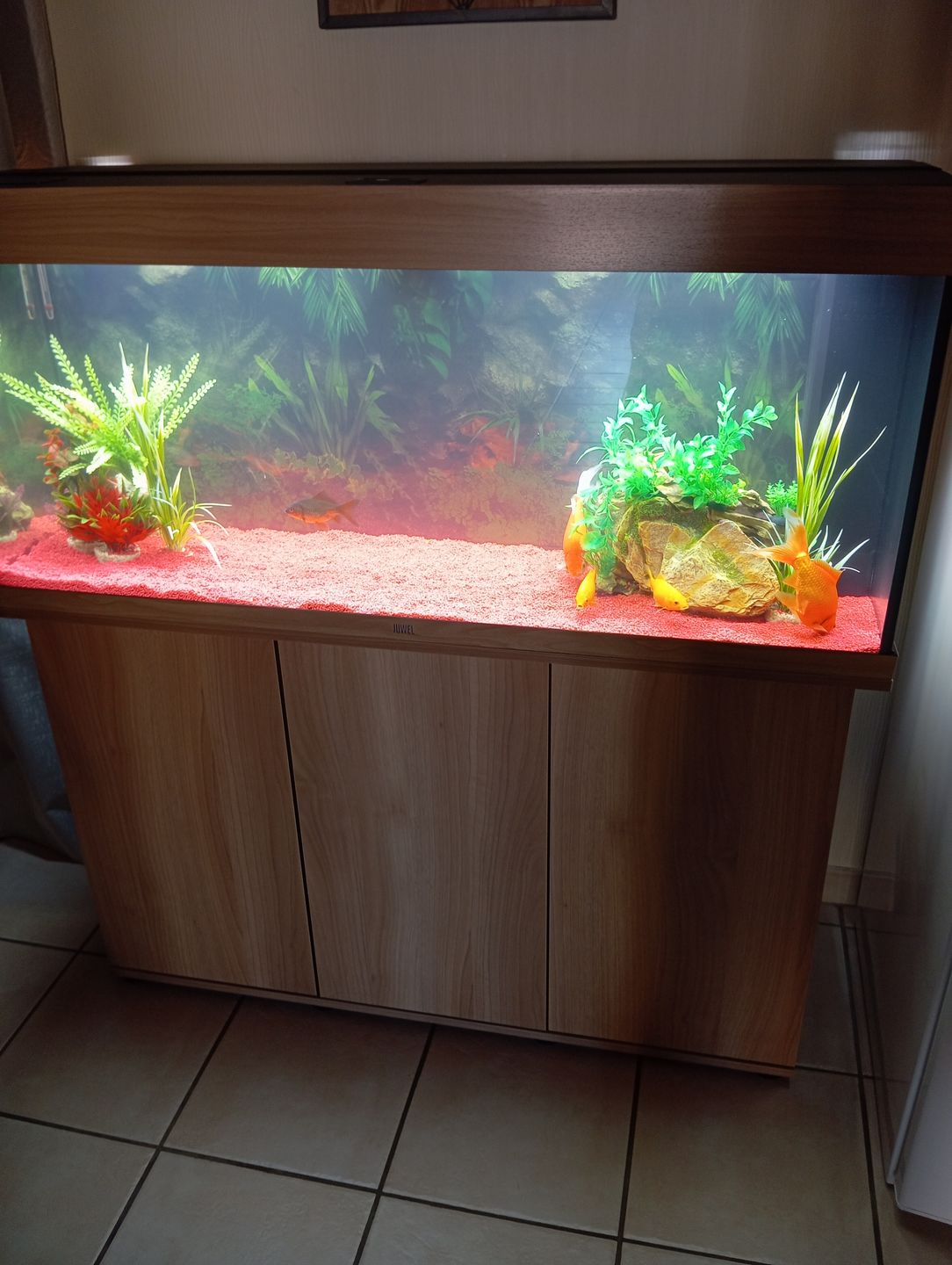 Customer photo review of Aquarium Rio 240 LED Chêne Équipé JUWEL - 240L