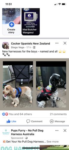 Customer photo review of No Pull Dog Harness Australia
