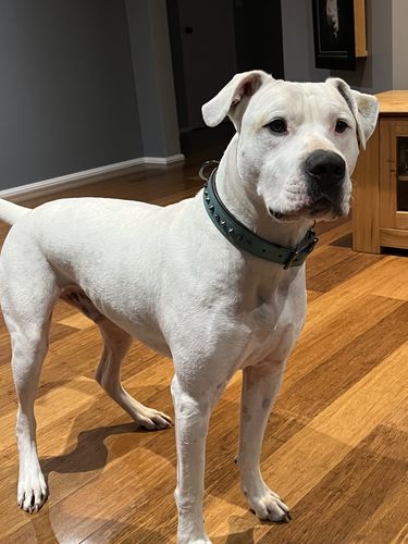 Customer photo review of Hand Made Leather Dog Collar - Ruthless Teal & Black (Slim Fit)