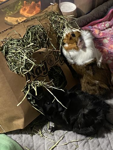 Customer photo review of Timothy Hay Bar (5 Pack)
