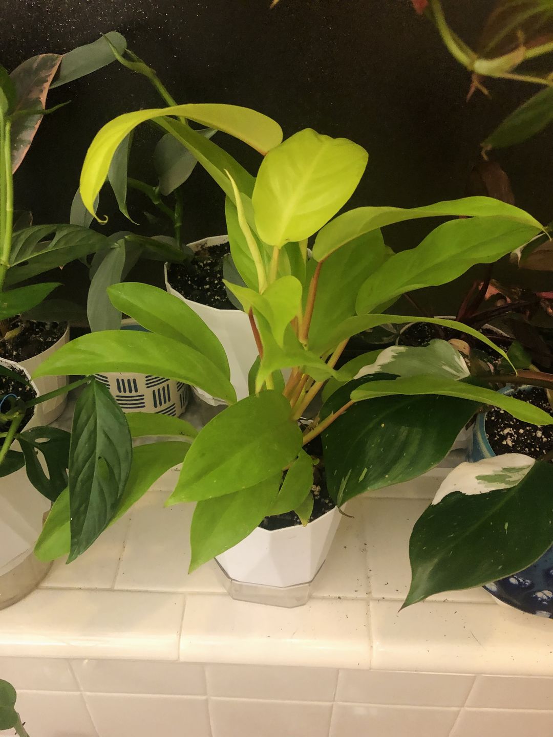 Customer photo review of Philodendron 'Lemon Lime' Upright Vining