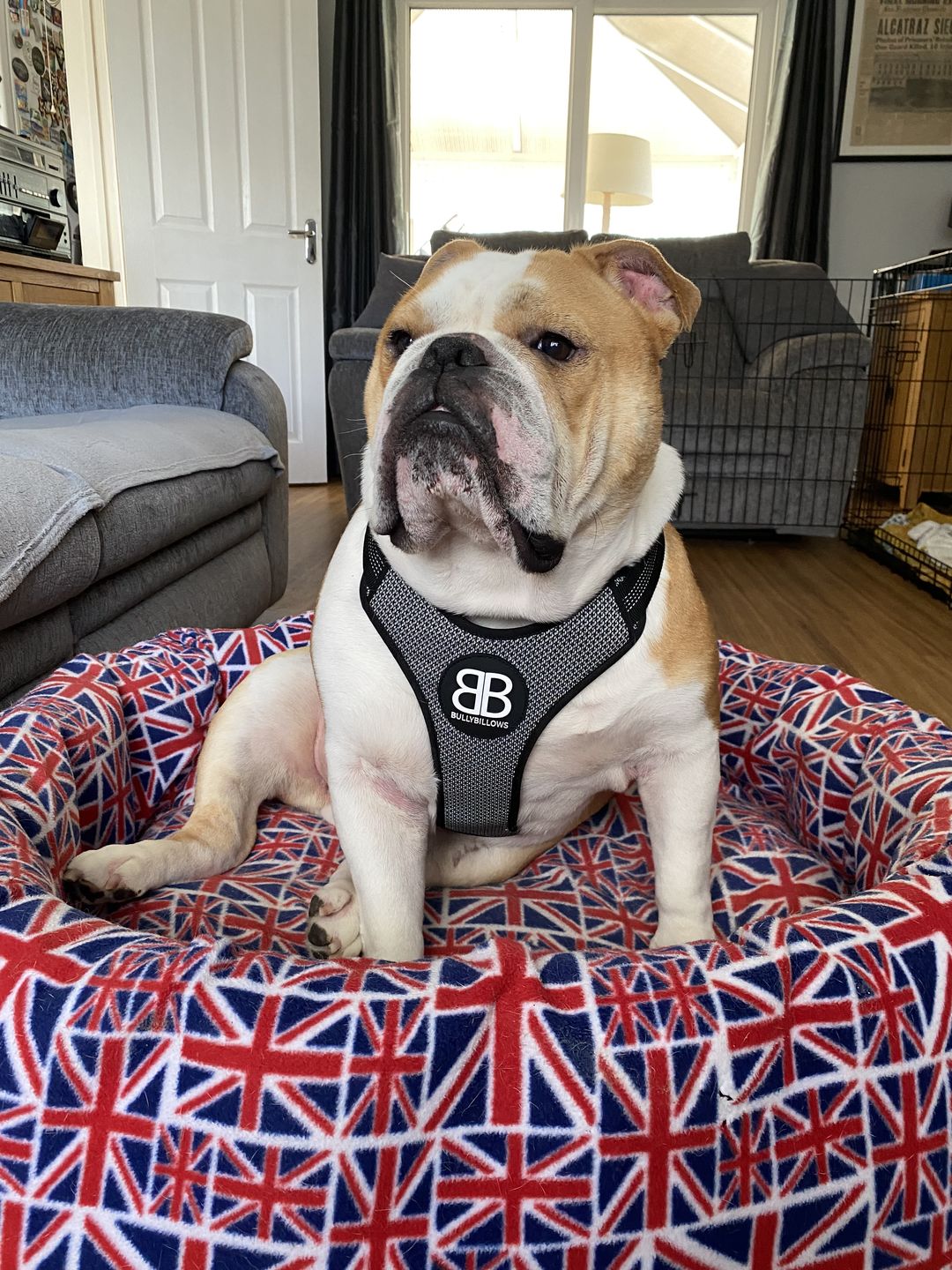 Customer photo review of Active Harness | With Handle - Padded Lining & Highly Reflective - Black
