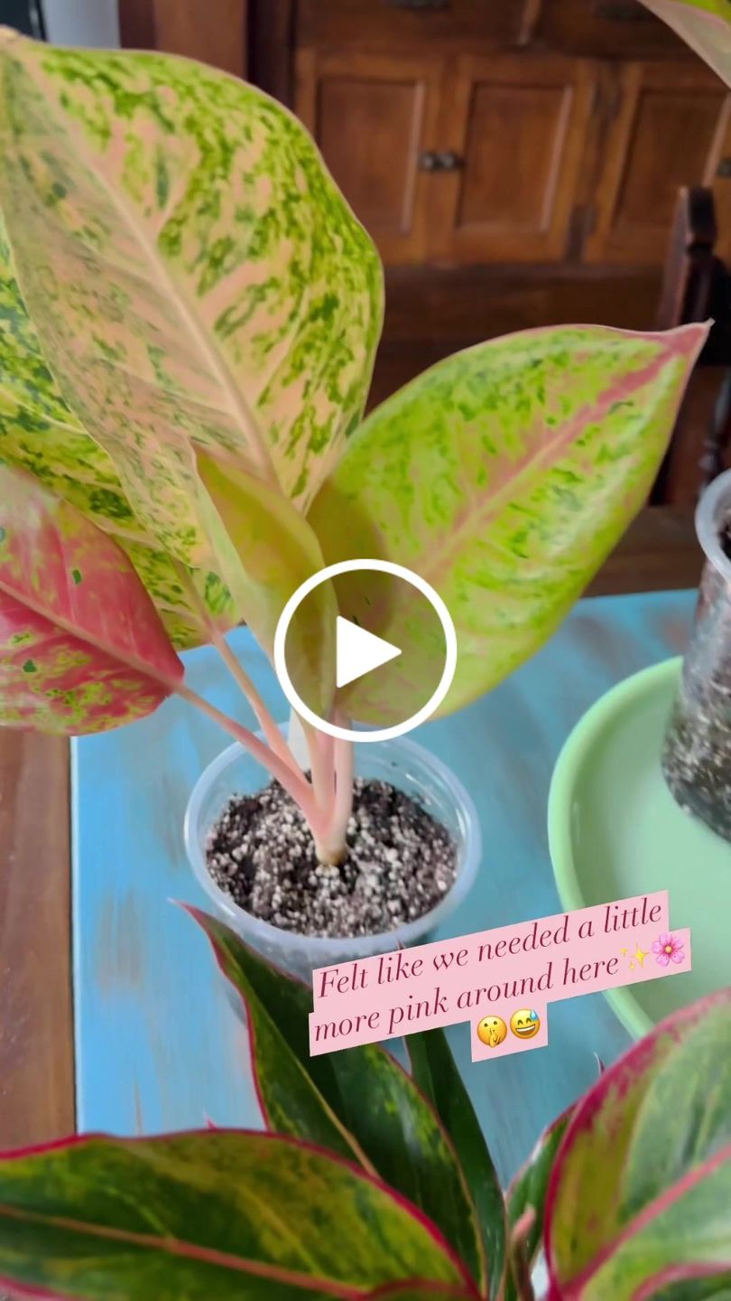 Customer video review of Aglaonema 'Jasper Jones'