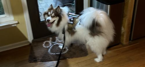 Customer photo review of Classic Heavy-Duty Tactical No-Pull Team K9™ Dog Harness With Front & Back D-Rings, Quick-Release Metal-Buckles, Hook & Loop Panels, & Top Handle