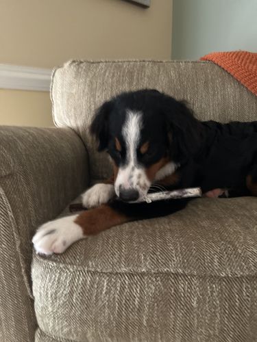 Customer photo review of 12" Monster Bully Sticks