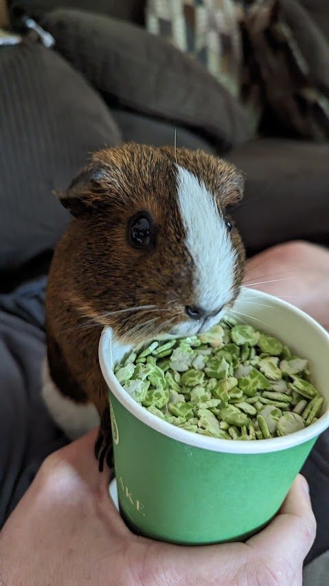 Customer photo review of Pea Flakes Treat Cup