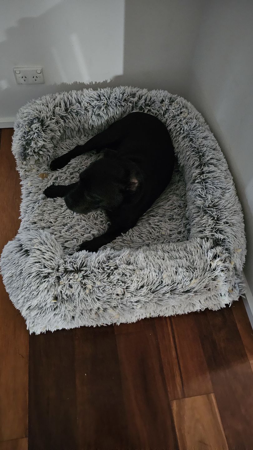 Customer photo review of PaWz waterproof heavy-duty bed