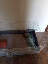 Customer photo review of Premium GuineaDad Liner