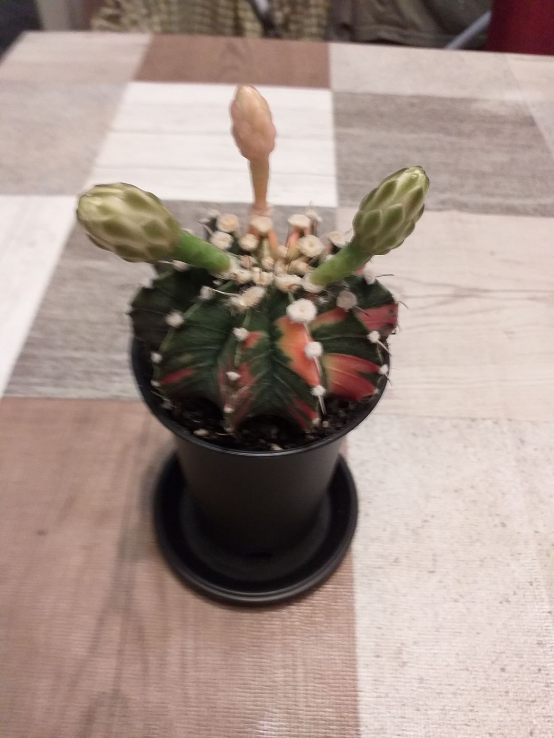 Customer photo review of Gymnocalycium Mihanovichii Variegata (Kaktus)