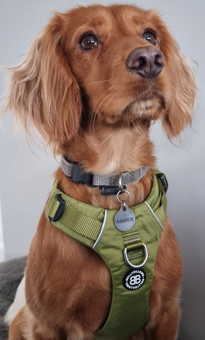 Customer photo review of Air Mesh Harness - Anti-Pull, With Handle, Non Restrictive & Adjustable - Olive Green