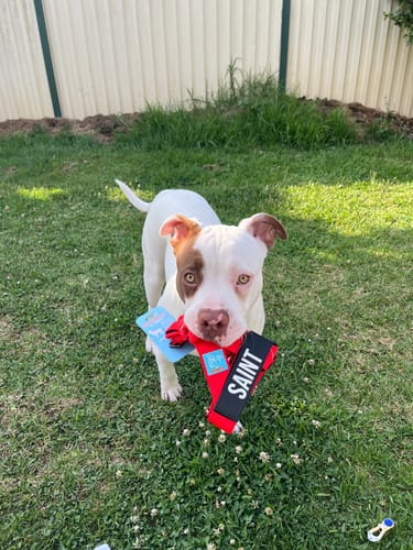 Customer photo review of Dog Lovers Pack