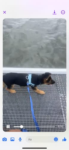 Customer photo review of Dog Harness