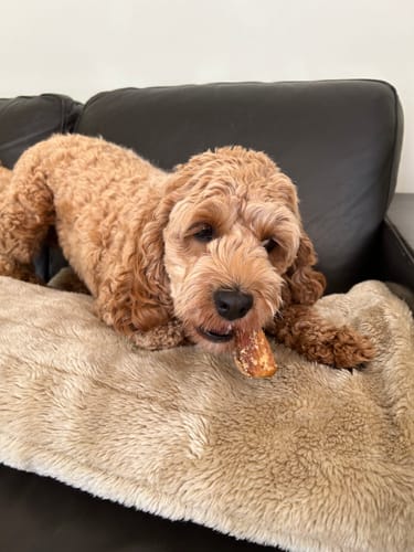 Customer photo review of Aussie Beef Tendons (Large Dogs)