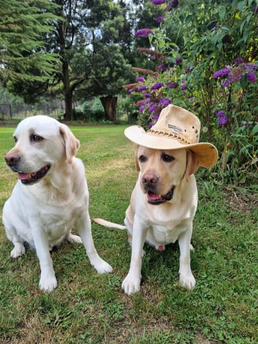 Customer photo review of Digger Hat