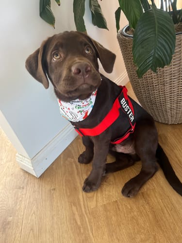 Customer photo review of Christmas Bundle Pack
