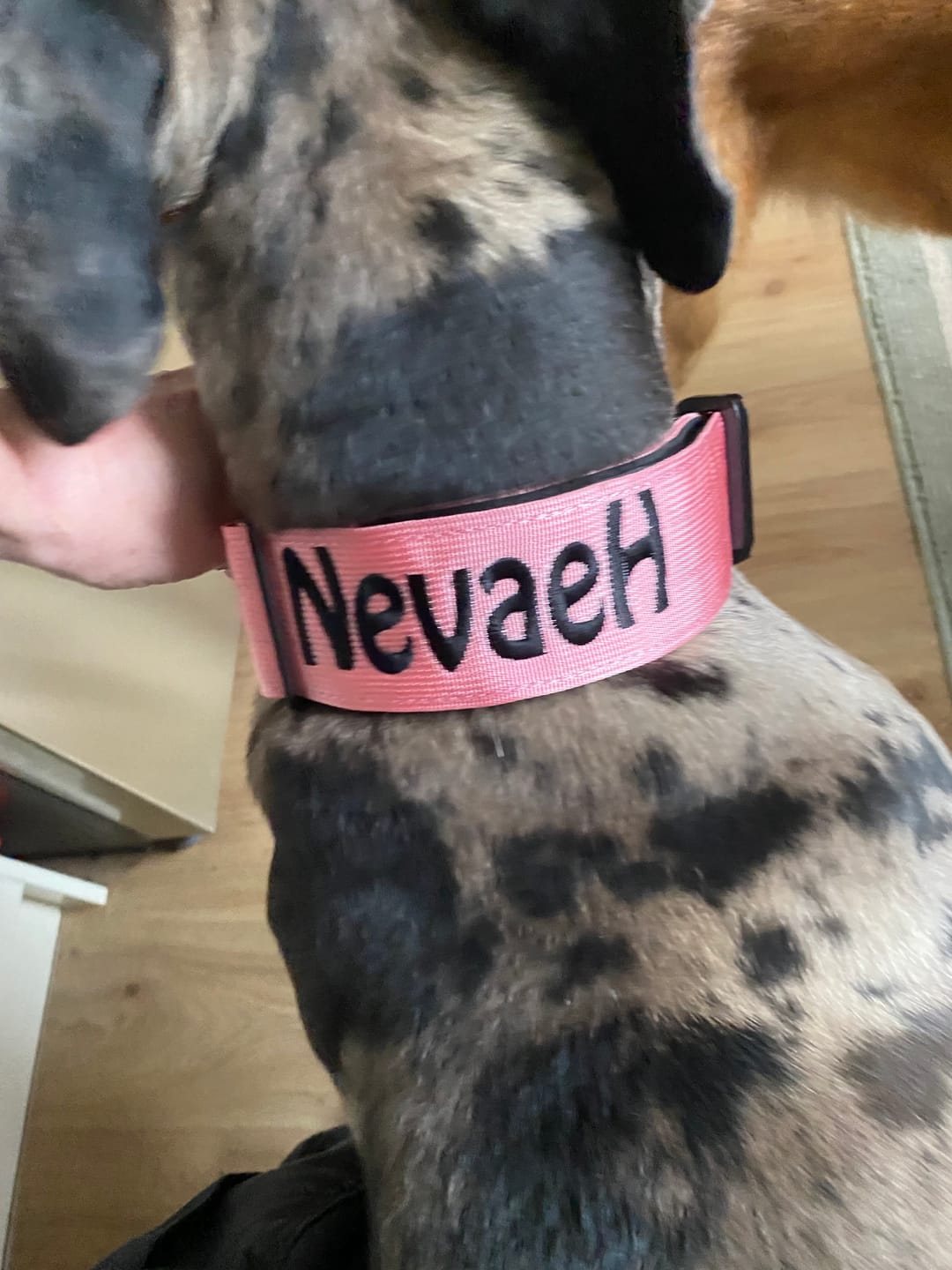 Customer photo review of 5cm Combat® Collar | With Handle & Rated Clip - Pink v2.0