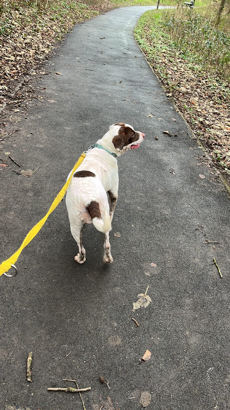 Customer photo review of Double Ended Training Lead | All Breeds - Durable & Soft 2m Lead - Purple