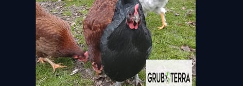 Customer photo review of GrubTerra Dried Larvae