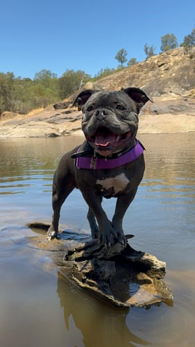 Customer photo review of Dog Lovers Pack | 50% Off