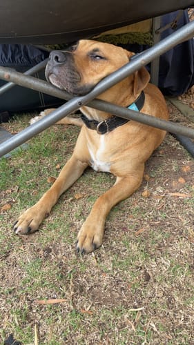 Customer photo review of Tactical Dog Collar