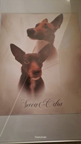 Customer photo review of Öl Pawtrait