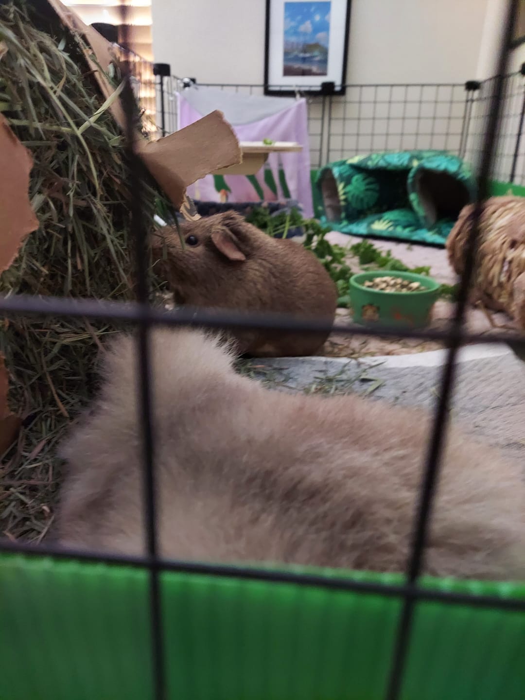 Customer photo review of Orchard Hay Bar for Guinea Pigs (5 Pack)