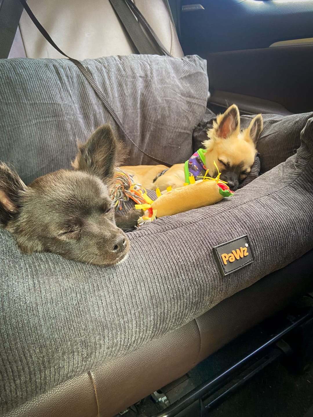 Customer photo review of PaWz Dog Car Booster Seat