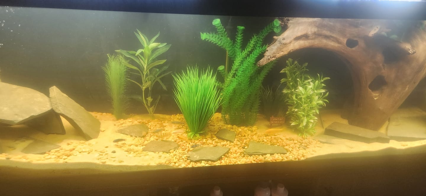 Customer photo review of Xtreme PeeWee Cichlid Fish Food