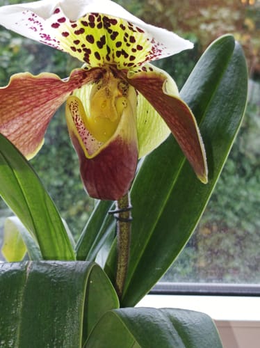 Customer photo review of Duftorchidee Zygopetalum Impasto green