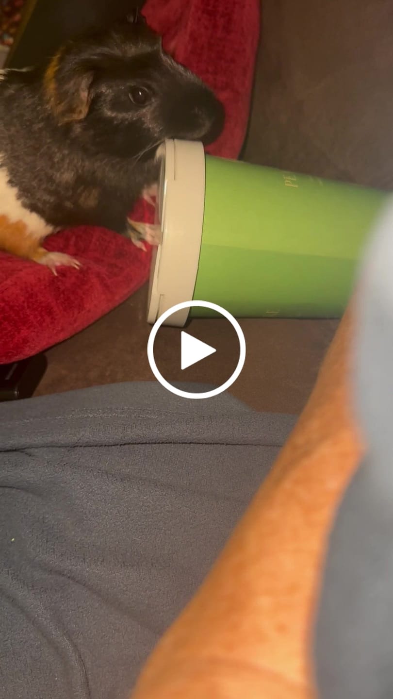Customer video review of Pea Flakes Treat Cup