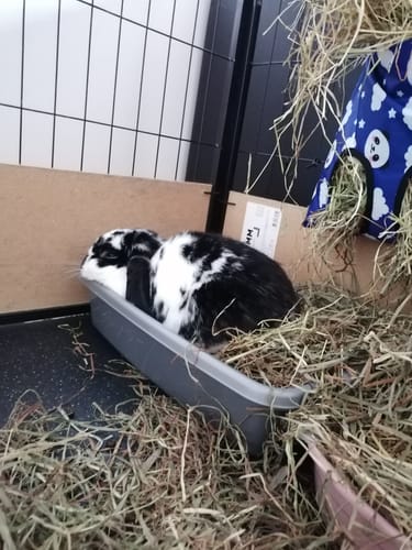 Customer photo review of Back 2 Nature Bedding