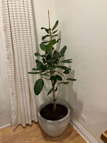 Customer photo review of Extra Large Ficus Audrey