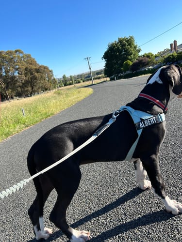 Customer photo review of Dog Lovers Pack