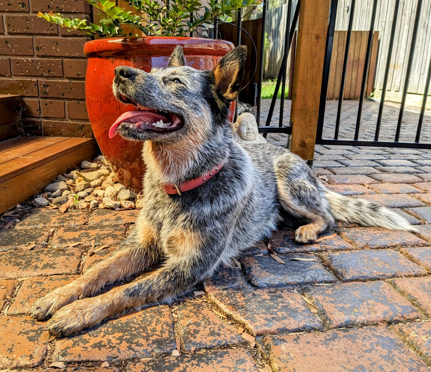 Customer photo review of Hand Made Leather Dog Collar- RuffNeck Pink & Chrome (Regular Fit)
