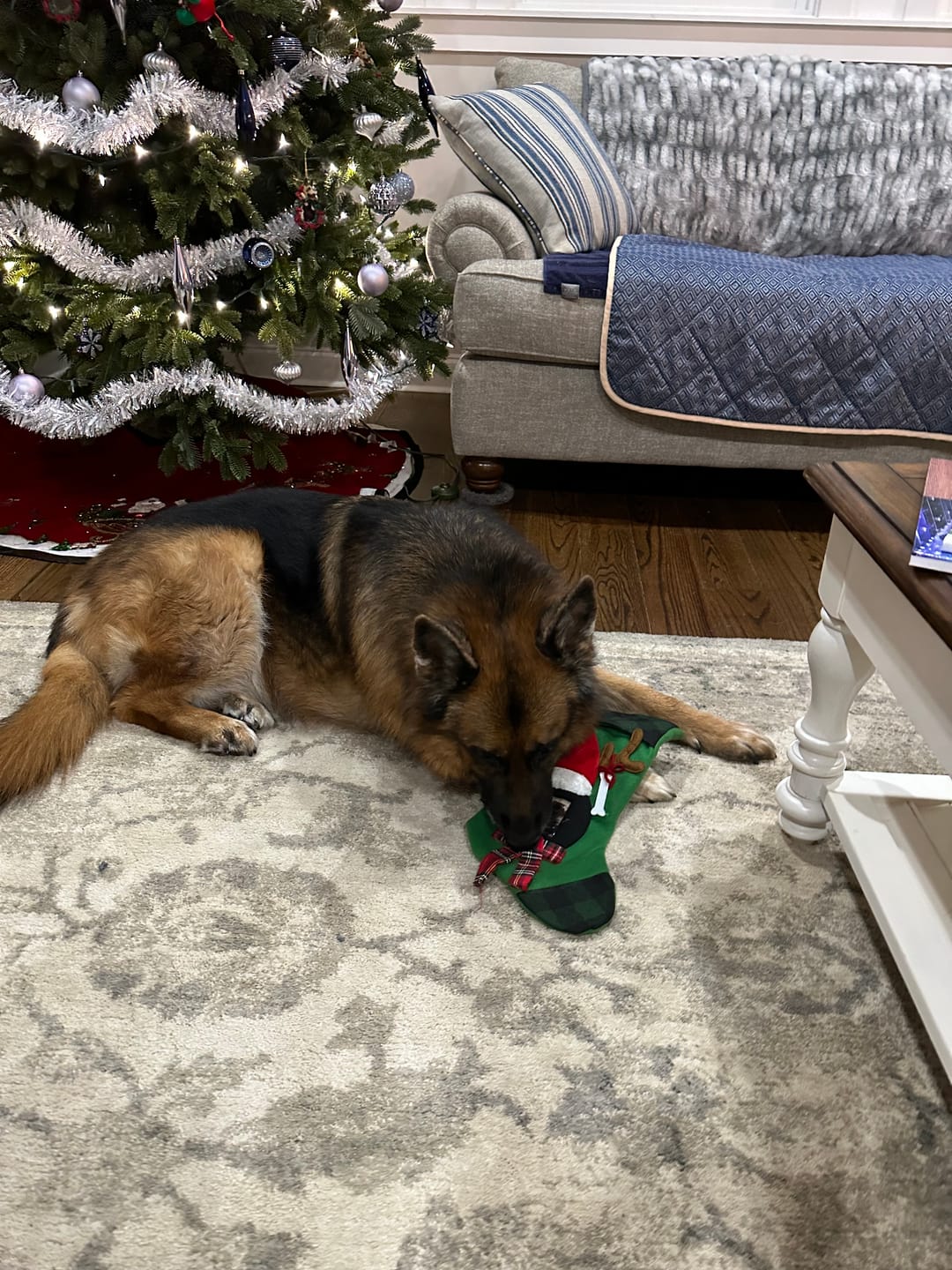 Customer photo review of 6 Inch Jumbo Braided Bully Stick