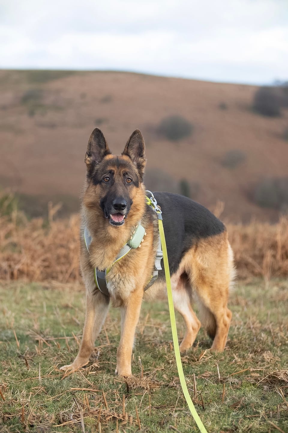 Customer photo review of Slip on Padded Comfort Harness | Non Restrictive & Reflective - Metal Grey & Neon