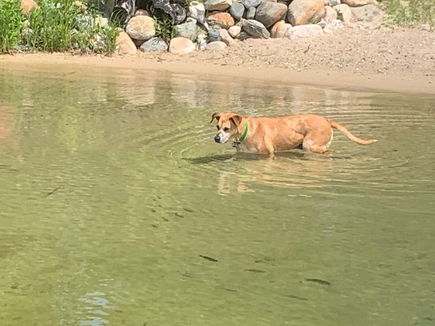 Customer photo review of WALK-EASY™ Extra Strength Natural Pain Relief for Dogs - Helps Dog Joint Pain, Arthritis, ACL, Limping and More