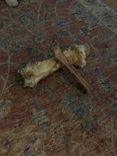 Customer photo review of Splinter-Free Ostrich Hip Bone. Long-lasting, Natural Dog Gnaw Treat by Savannah Pet Food
