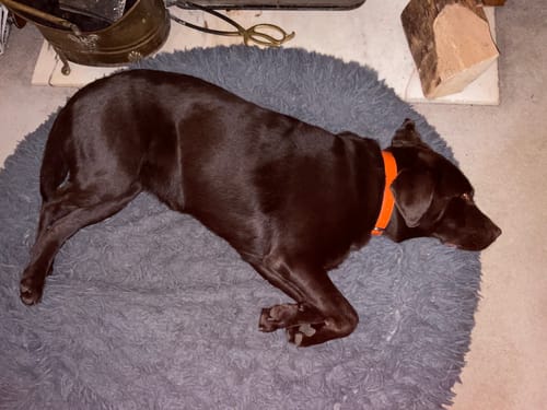 Customer photo review of Vegan Leather Dog Collar - Coral