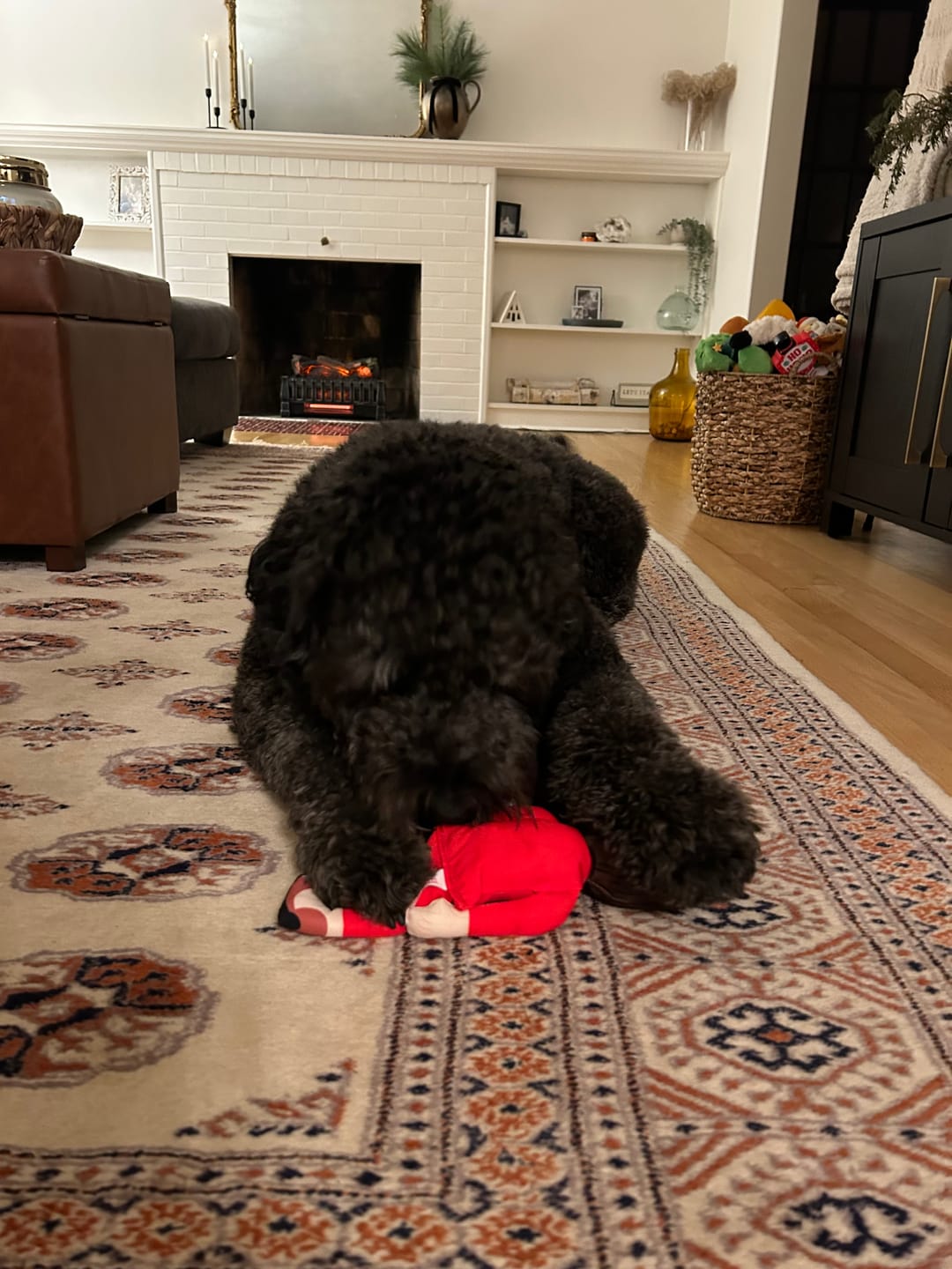 Customer photo review of Joe Biden Kamala Harris & Nancy Pelosi Starter Pack Tough Plush Dog Chew Toys with Squeakers - Official Republican Dogs