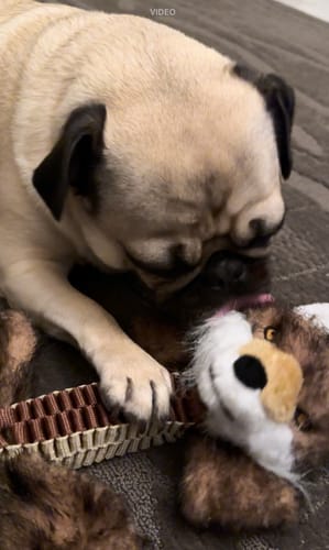 Customer photo review of Wibbleez - Stretch & Squeak