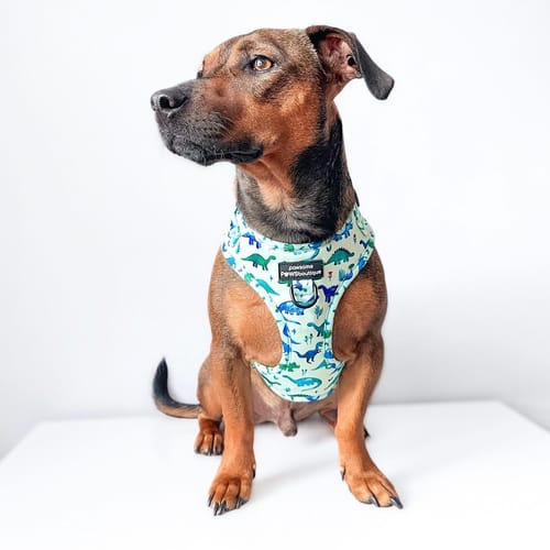 Customer photo review of Adjustable Harness – Dinky Dino