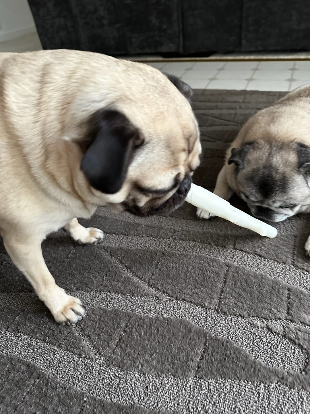 Customer photo review of Fetch & Glow Stick - USA Made