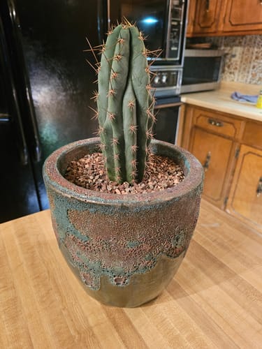 Customer photo review of Peruvian Torch Cactus | Trichocereus peruvianus | Echinopsis peruviana